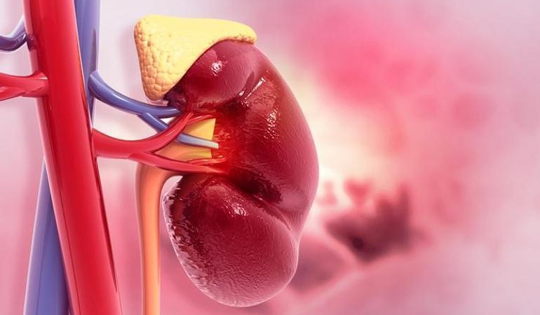 Adrenal Yetmezlik ve Hamilelik Arasındaki İlişki nedir?